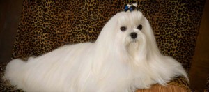 China Dog Maltese Cover