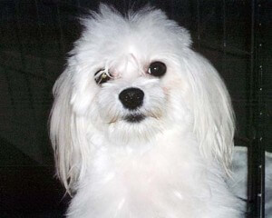 Maltese For Adoption - Glendale AZ