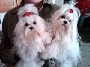 Maltese Puppies 1