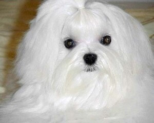 Maltese Stud